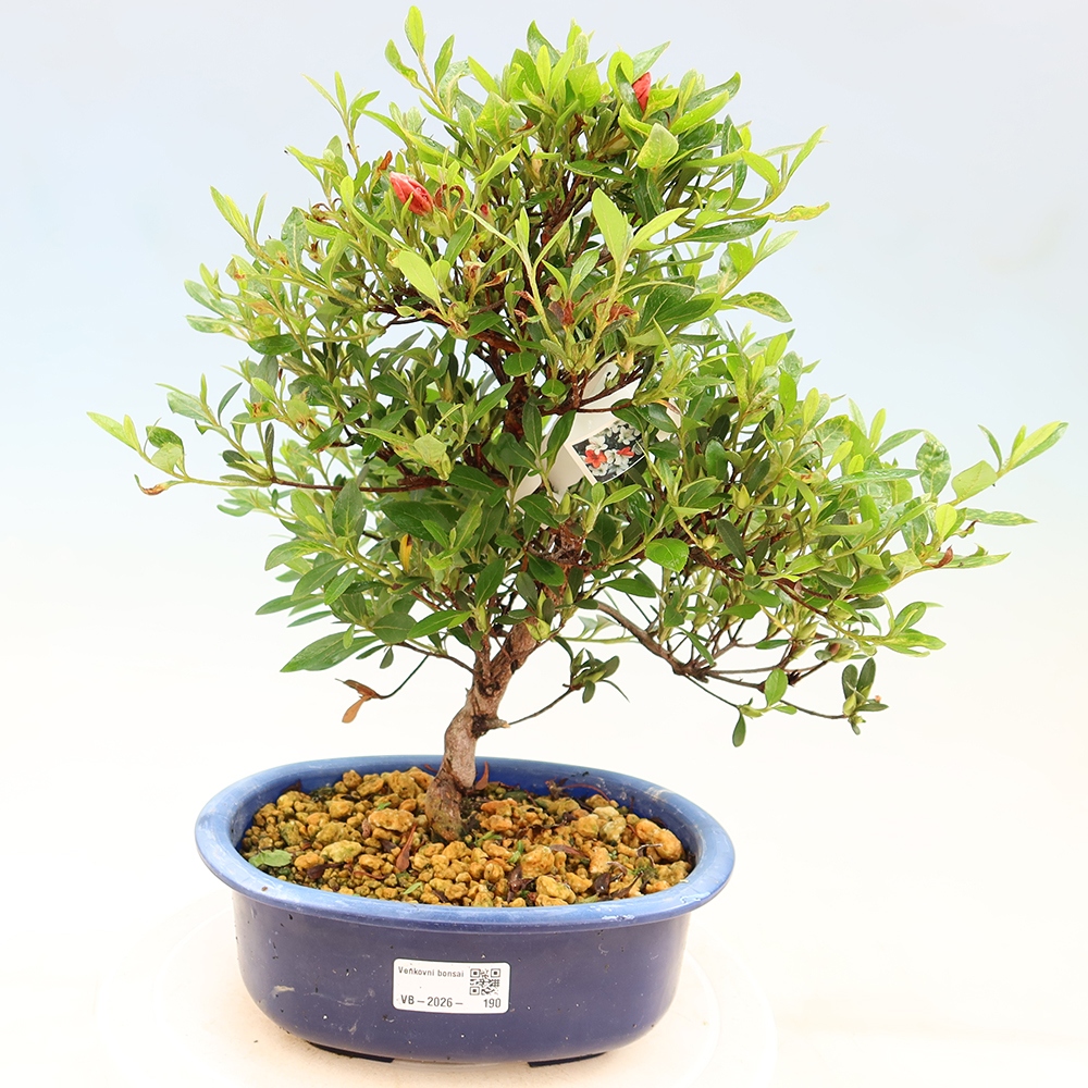 Venkovní bonsai - Japonská azalka - Azalea Matsunami