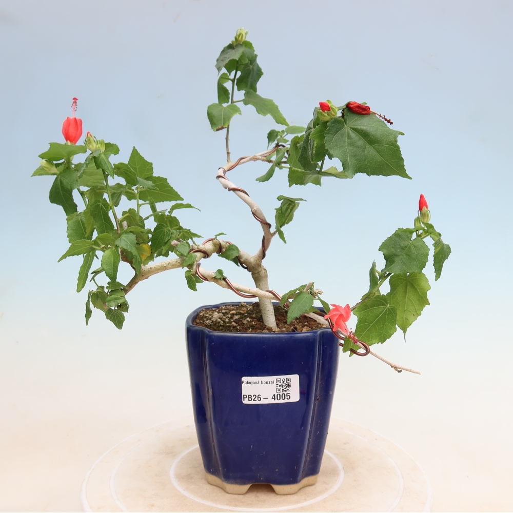 Pokojová bonsai - Malvaviscus arboreus - ibiškovec dřevnatý
