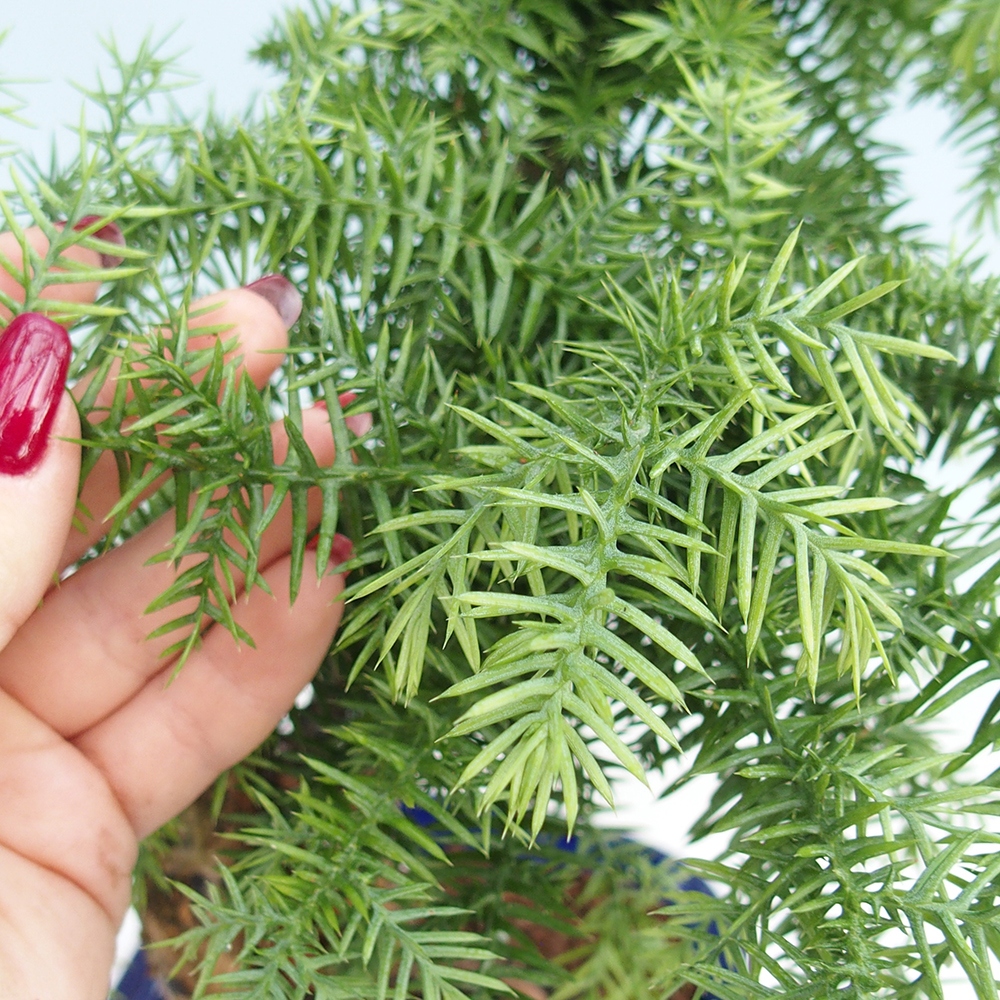 Pokojová bonsai - Araukarie - pokojový smrček