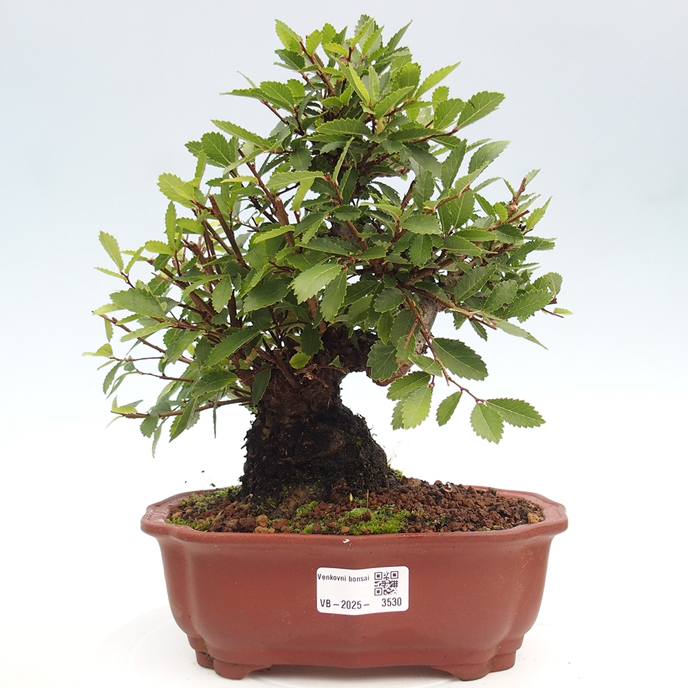 Venkovní bonsai - Zelkova - Zelkova serrata