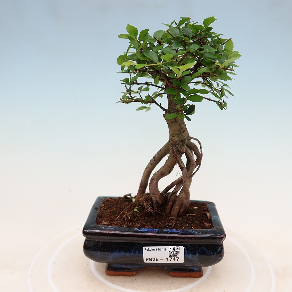 Pokojová bonsai - Ulmus parvifolia - Malolistý jilm