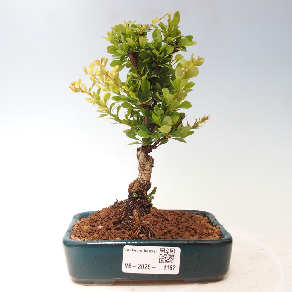 Venkovní bonsai - Berberis thunbergii - Dřištál