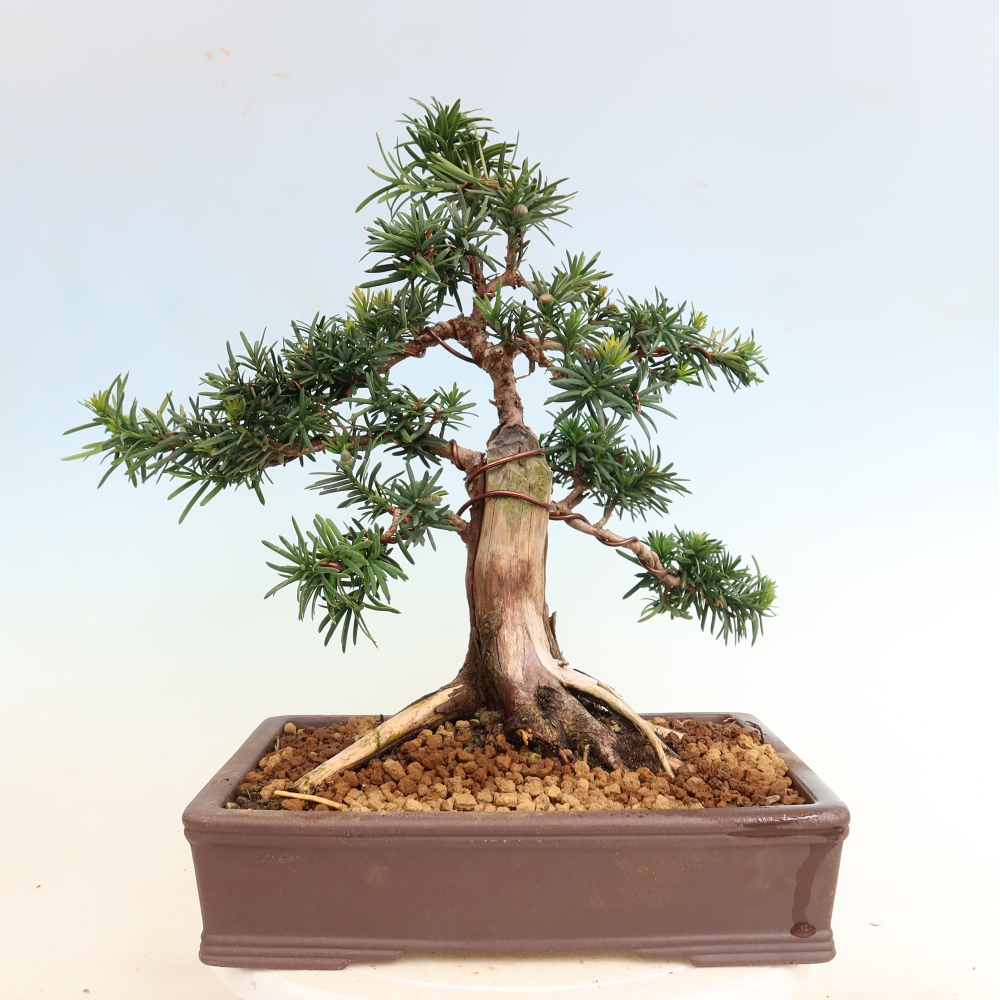 Venkovní bonsai - Taxus cuspidata  - Tis japonský