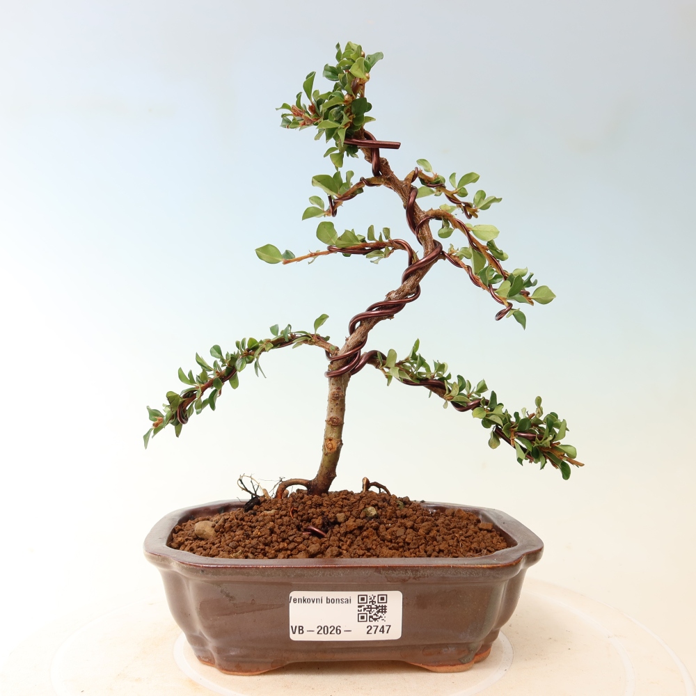 Venkovní bonsai - Cotoneaster horizontalis - Skalník