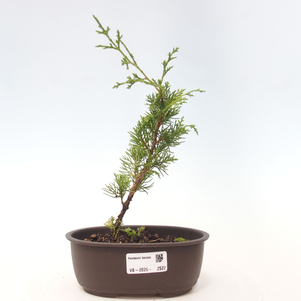 Venkovní bonsai - Juniperus chinensis Itoigawa -Jalovec čínský