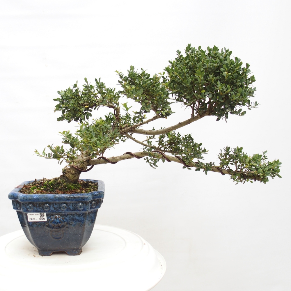Pokojová bonsai - Ilex crenata - Cesmína