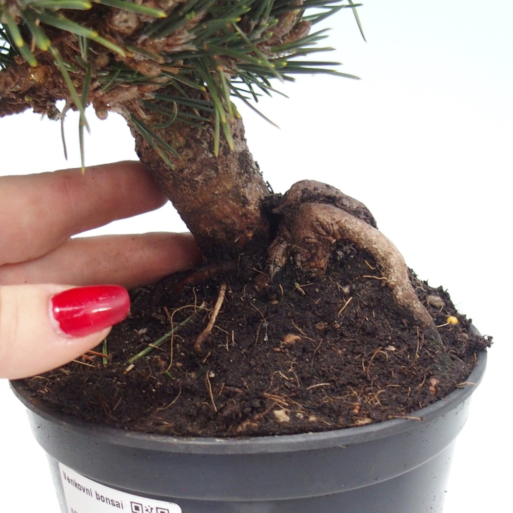 Venkovní bonsai - Pinus thunbergii senjyumaru - Borovice thunbergova