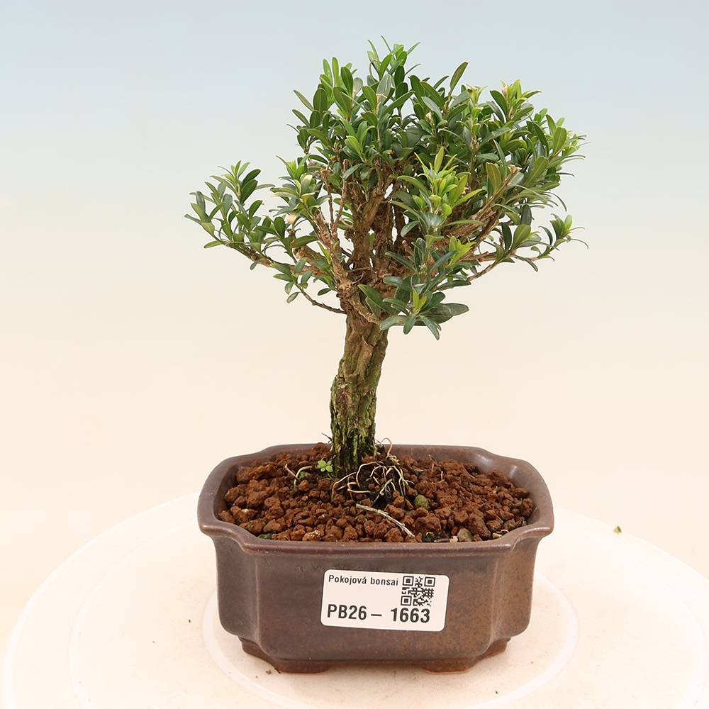 Pokojová bonsai - Buxus harlandii -korkový buxus
