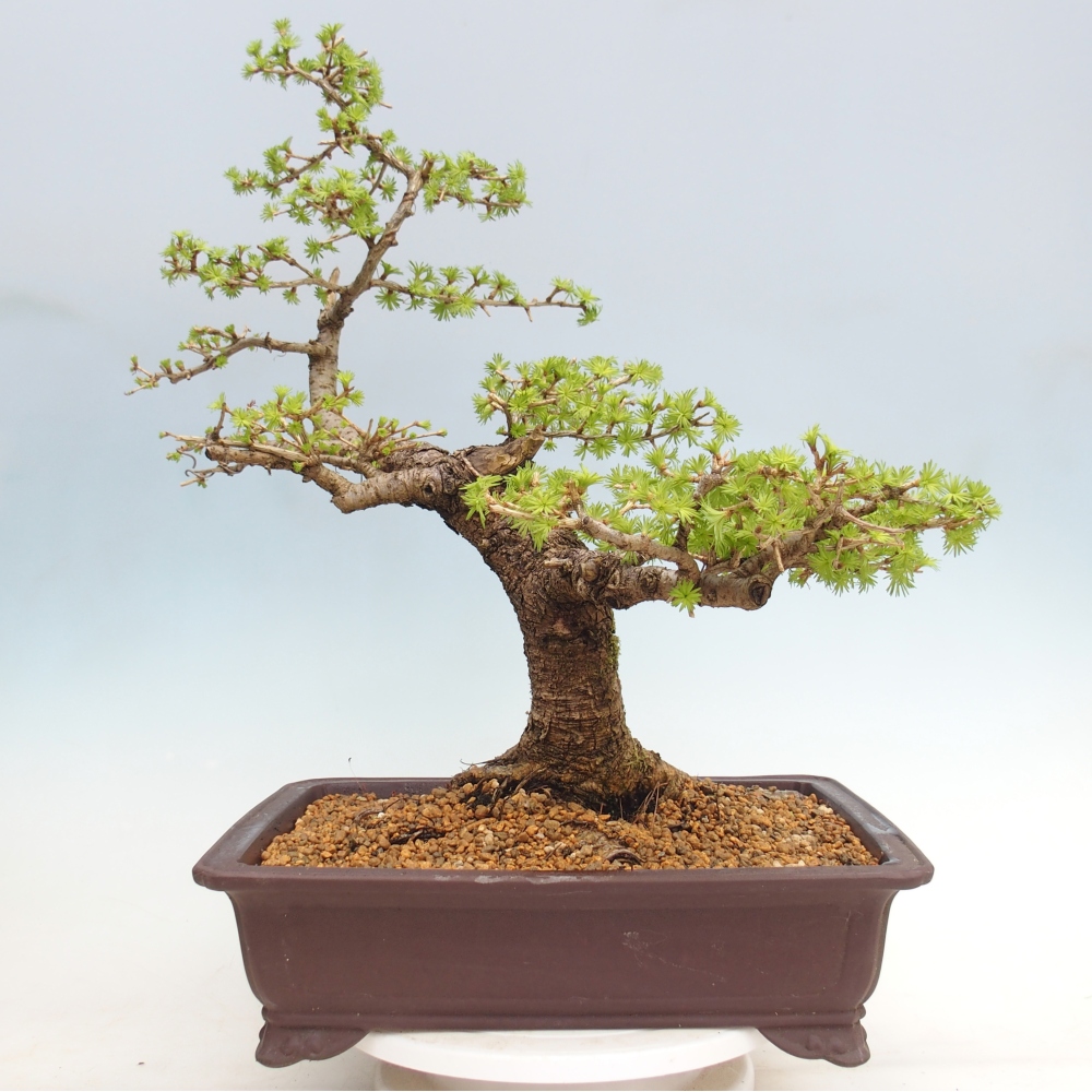Venkovní bonsai -Larix decidua - Modřín opadavý - Pouze paletová přeprava