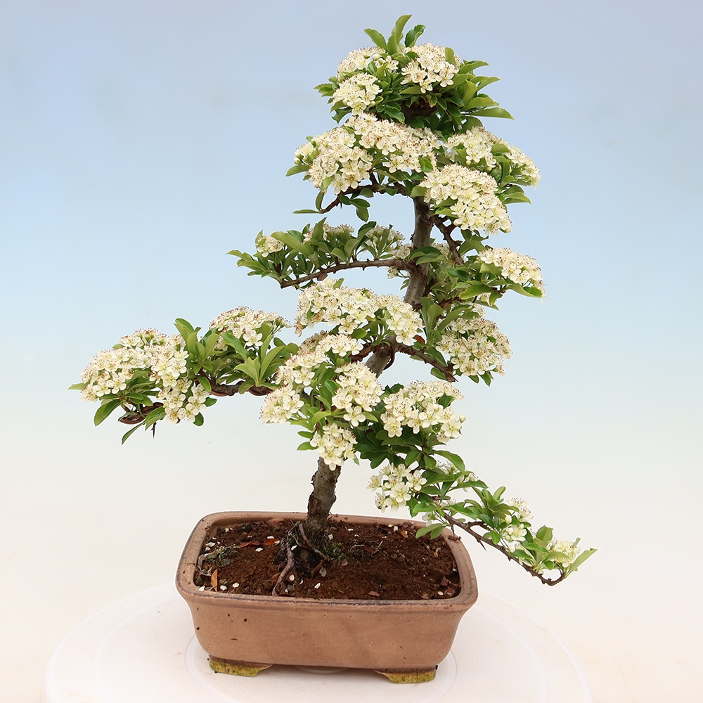 Venkovní bonsai - Pyracantha teton - Hlohyně šarlatová