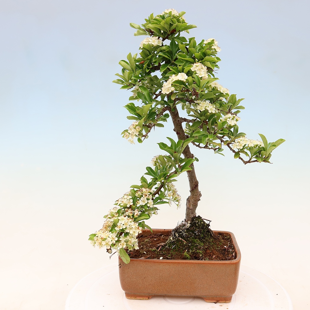 Venkovní bonsai - Pyracantha teton - Hlohyně šarlatová