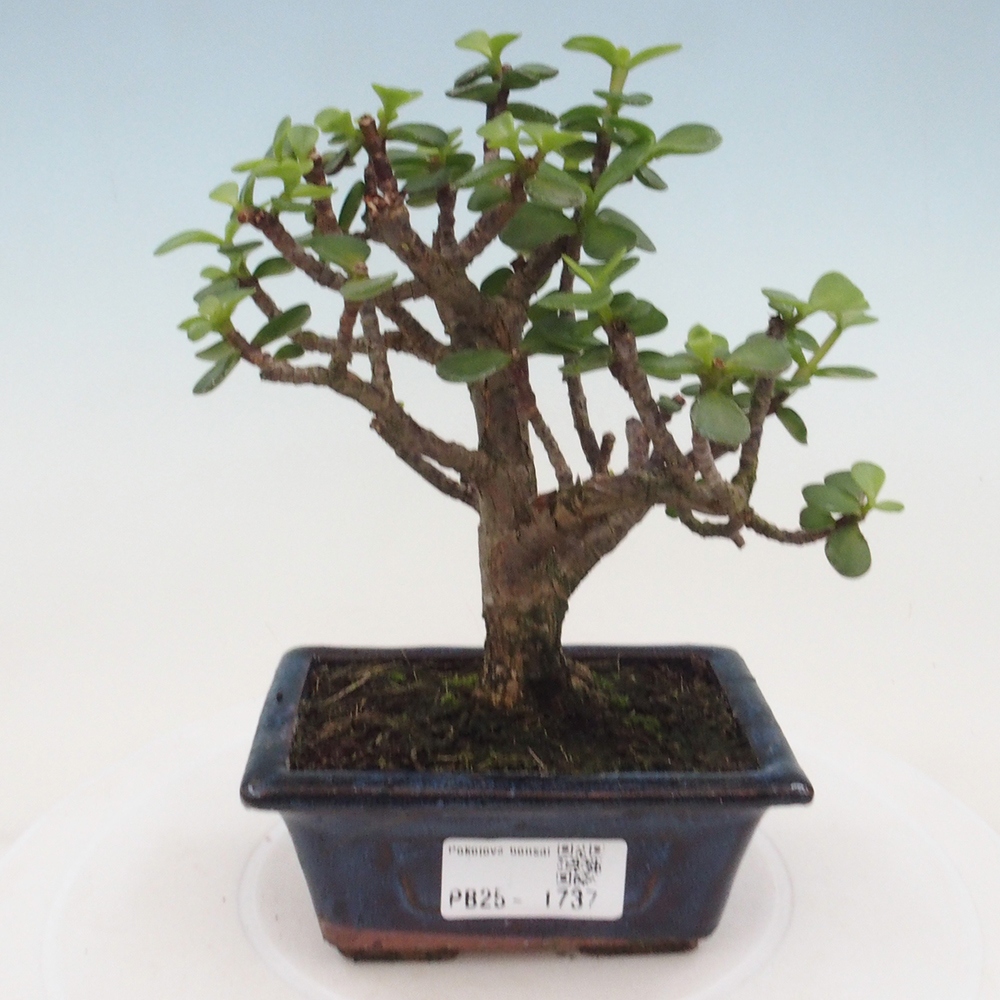 Pokojová bonsai - Portulakaria Afra - Tlustice