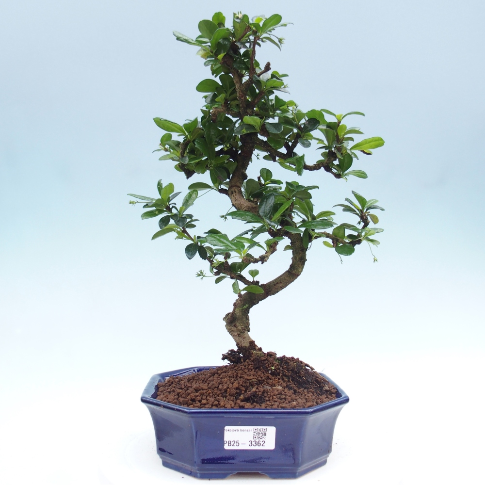 Pokojová bonsai - Carmona macrophylla - Čaj fuki