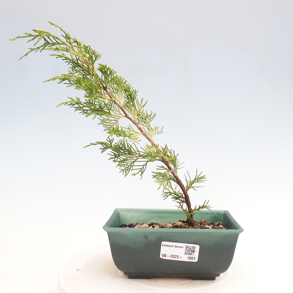 Venkovní bonsai - Juniperus chinensis Itoigawa -Jalovec čínský