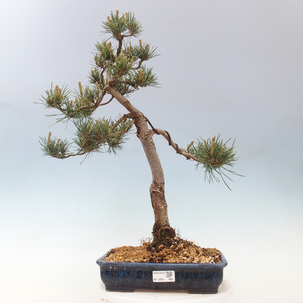 Venkovní bonsai - Pinus Sylvestris Watererri - Borovice lesní