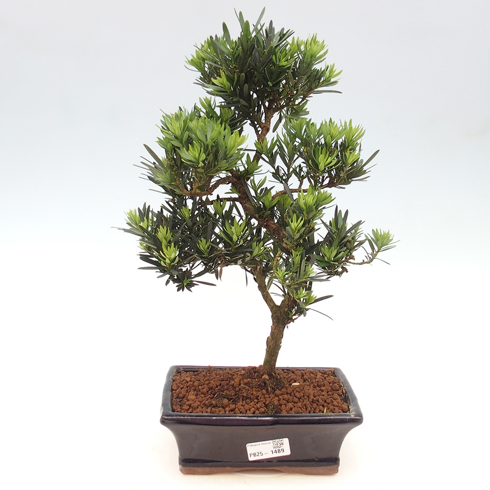 Pokojová bonsai - Podocarpus - Kamenný tis