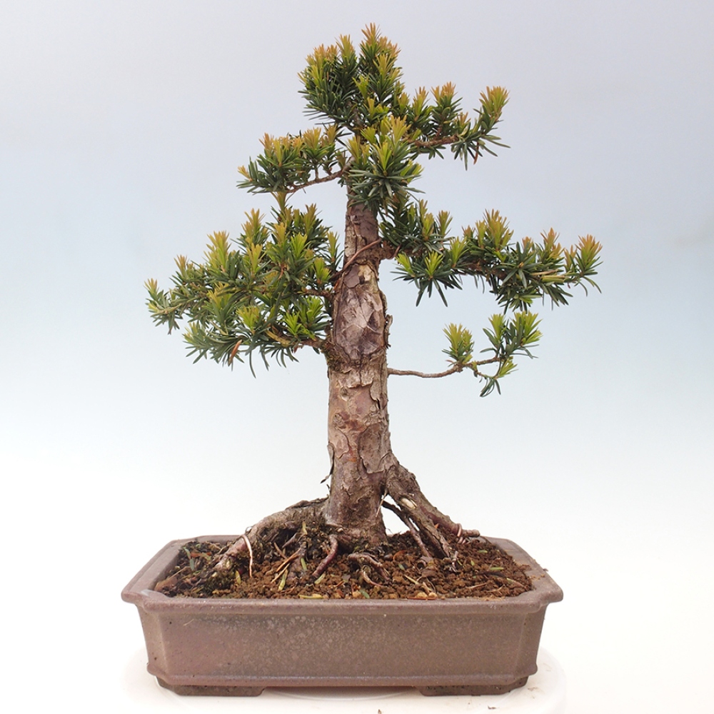 Venkovní bonsai - Taxus cuspidata  - Tis japonský