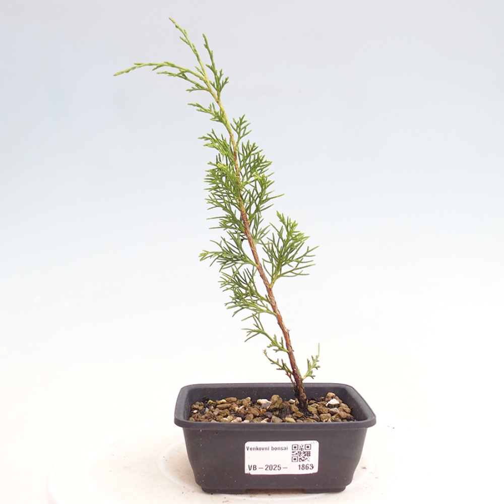 Venkovní bonsai - Juniperus chinensis Itoigawa -Jalovec čínský