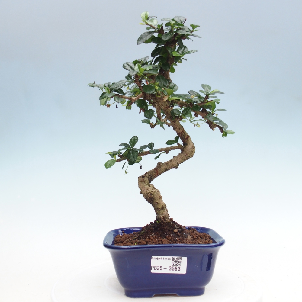 Pokojová bonsai - Carmona macrophylla - Čaj fuki