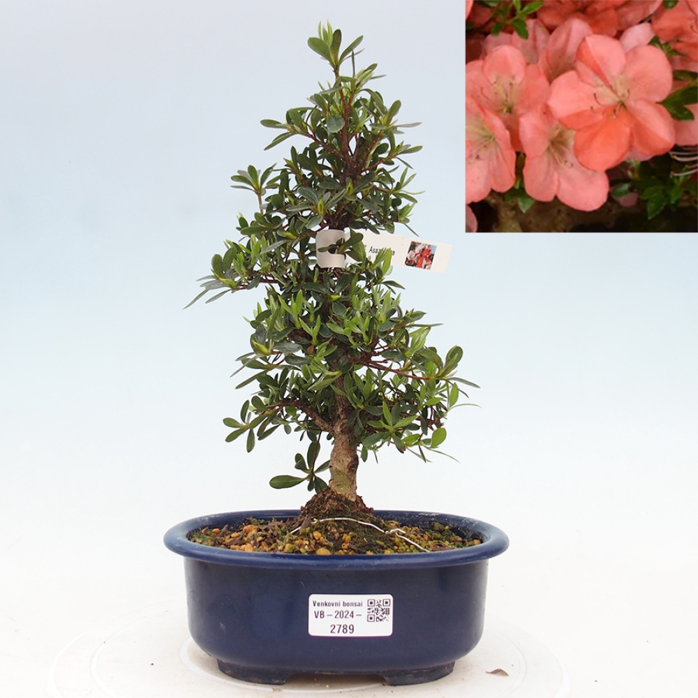 Venkovní bonsai - Japonská azalka - Azalea Asazakura