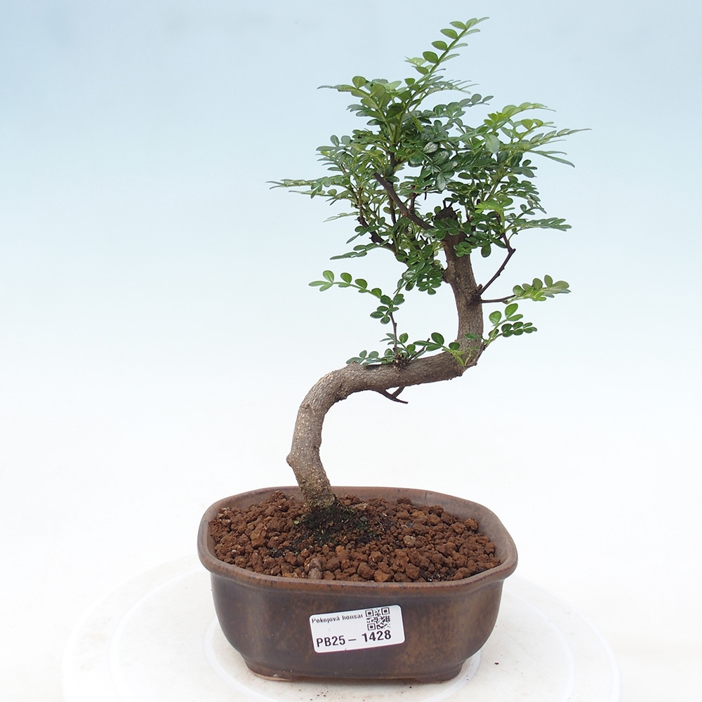 Pokojová bonsai - Zantoxylum piperitum - pepřovník
