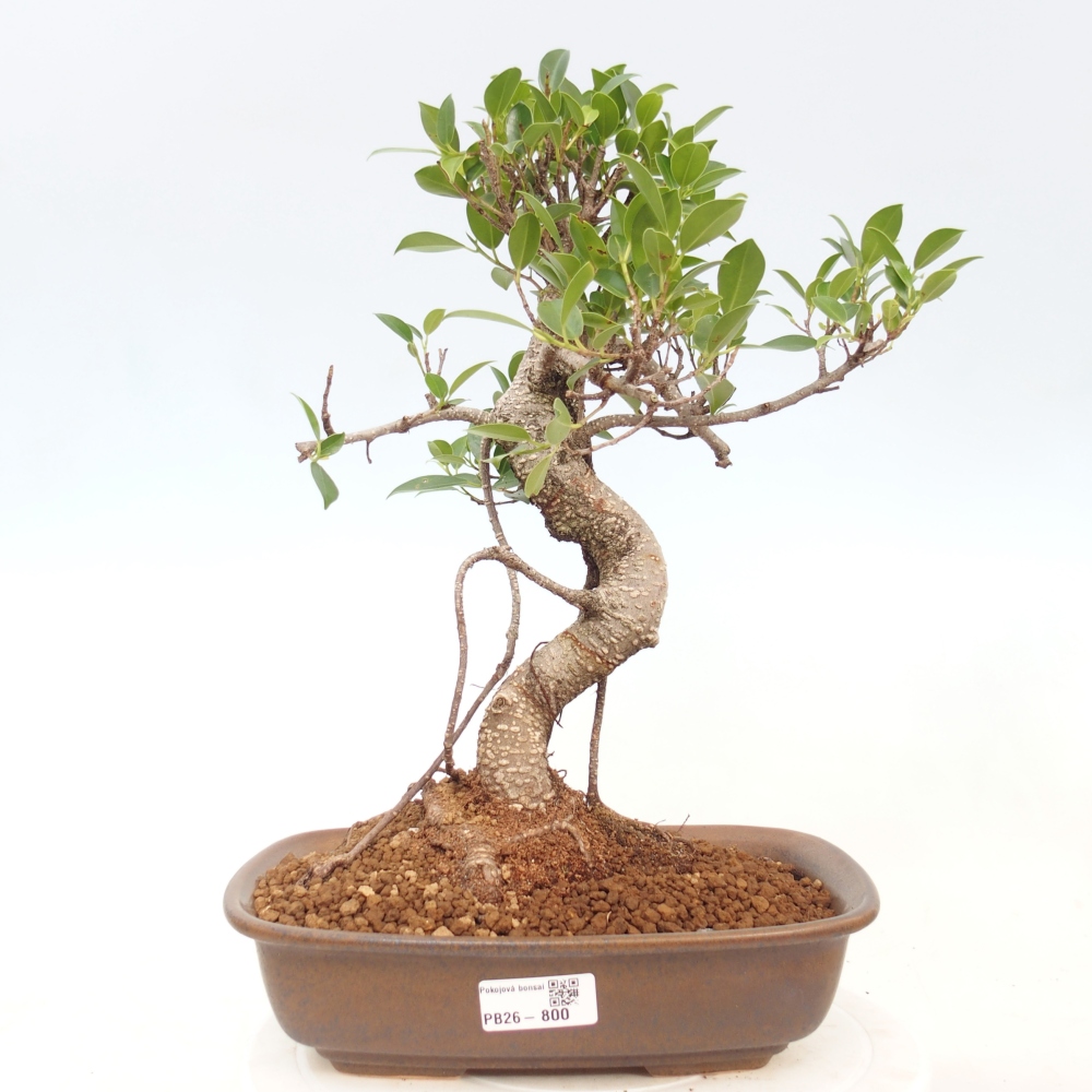 Pokojová bonsai - Ficus kimmen -  malolistý fíkus