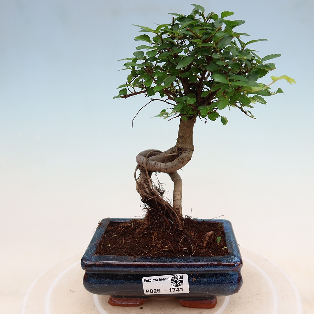 Pokojová bonsai - Ulmus parvifolia - Malolistý jilm