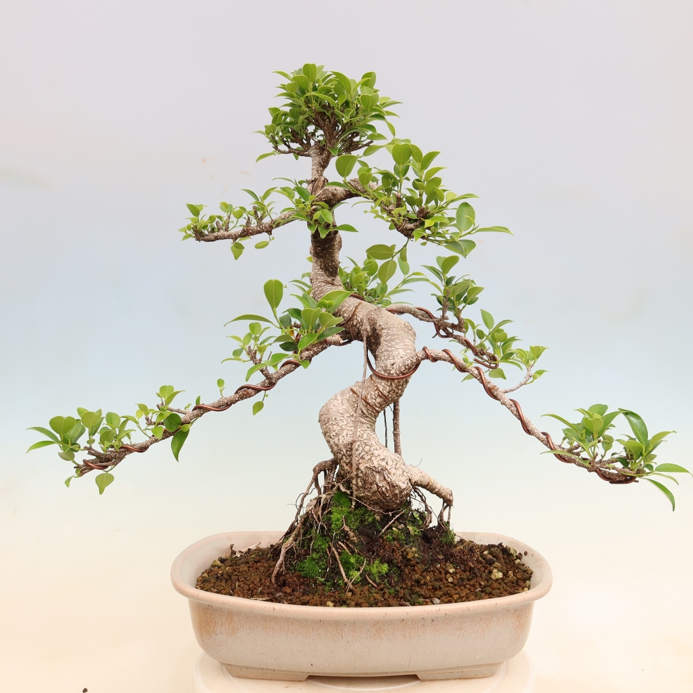 Pokojová bonsai - Ficus kimmen -  malolistý fíkus