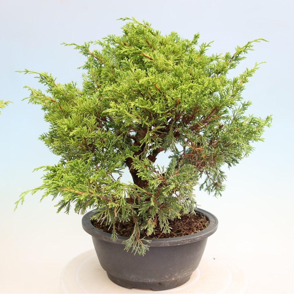 Venkovní bonsai - Juniperus chinensis Itoigawa-Jalovec čínský