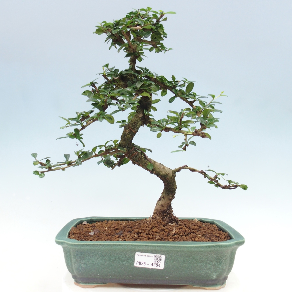 Pokojová bonsai - Carmona macrophylla - Čaj fuki