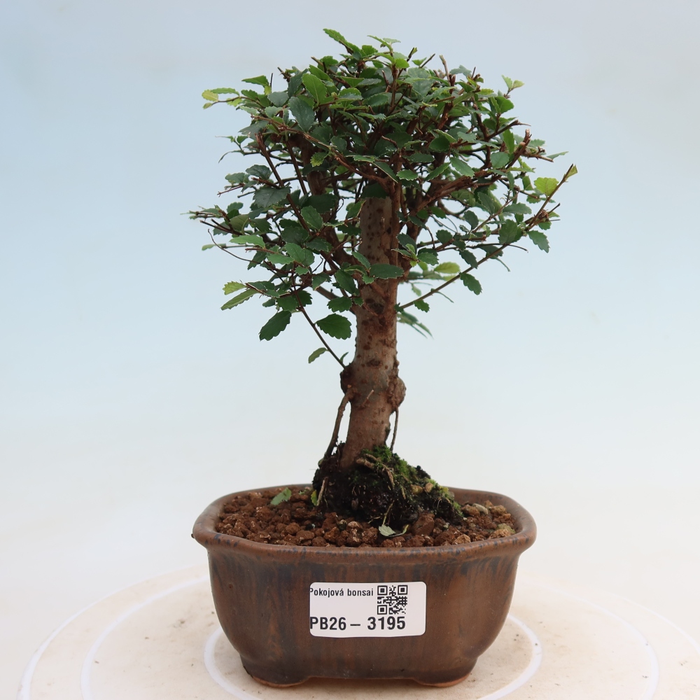 Pokojová bonsai - Ulmus parvifolia - Malolistý jilm