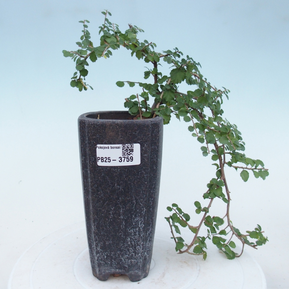 Pokojová bonsai - Grewia sp. - Grewie malolistá