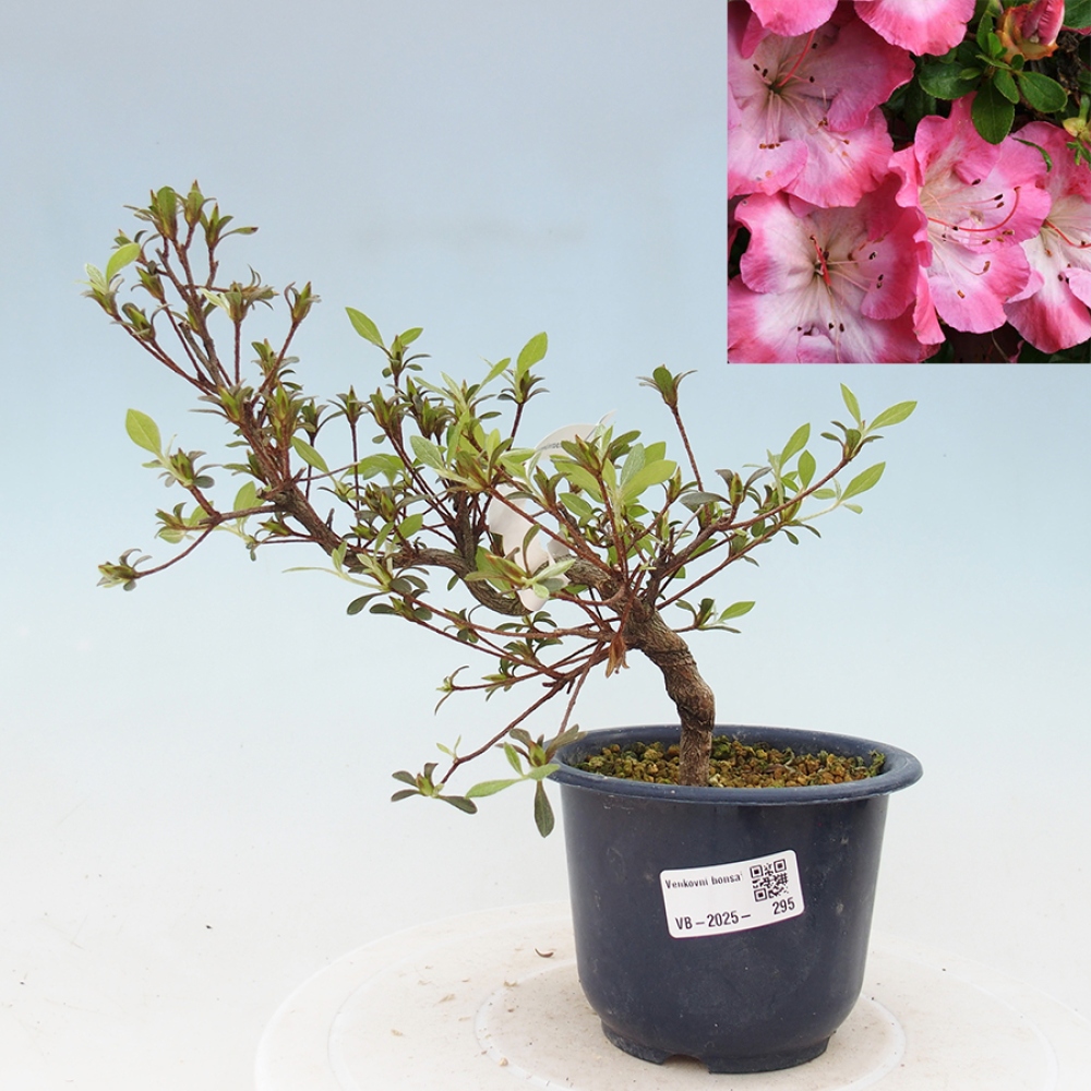 Venkovní bonsai - Japonská azalka - Azalea Sakurakomachi