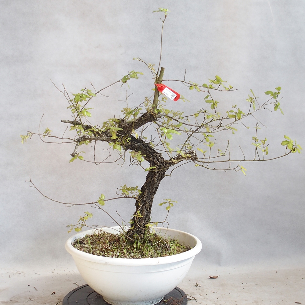 Venkovní bonsai Quercus Cerris - Dub Cer