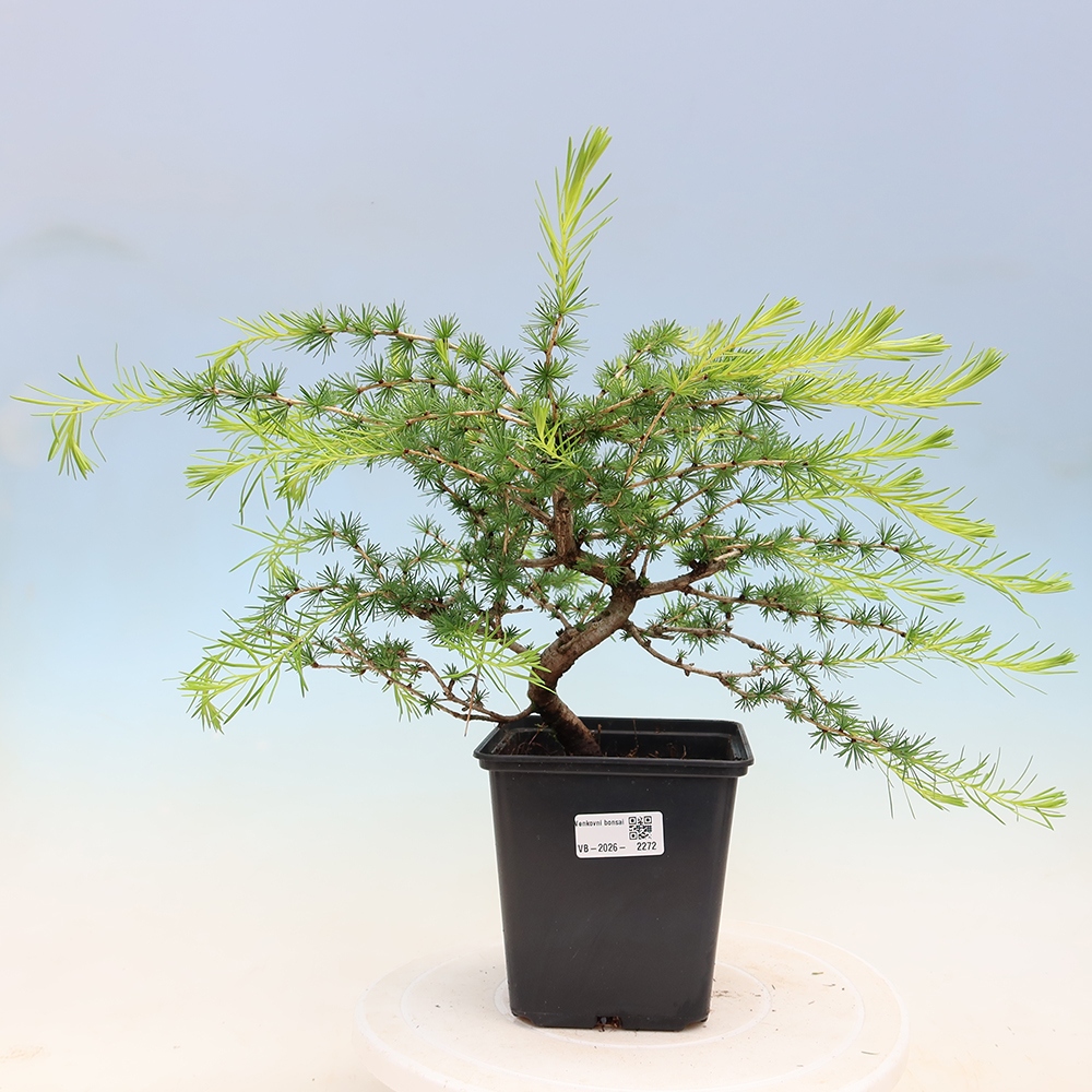 Venkovní bonsai -Larix decidua - Modřín opadavý 