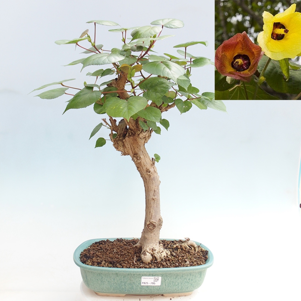 Pokojová bonsai - Hibiscus tiliaceus - Ibišek lípovitý, morský