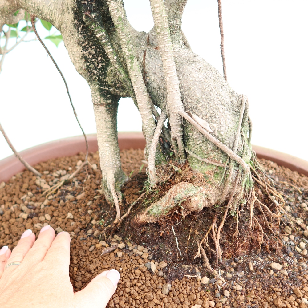 Pokojová bonsai - Ficus kimmen -  malolistý fíkus