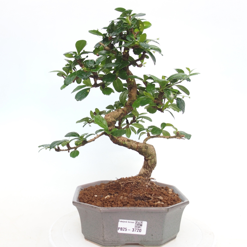 Pokojová bonsai - Carmona macrophylla - Čaj fuki