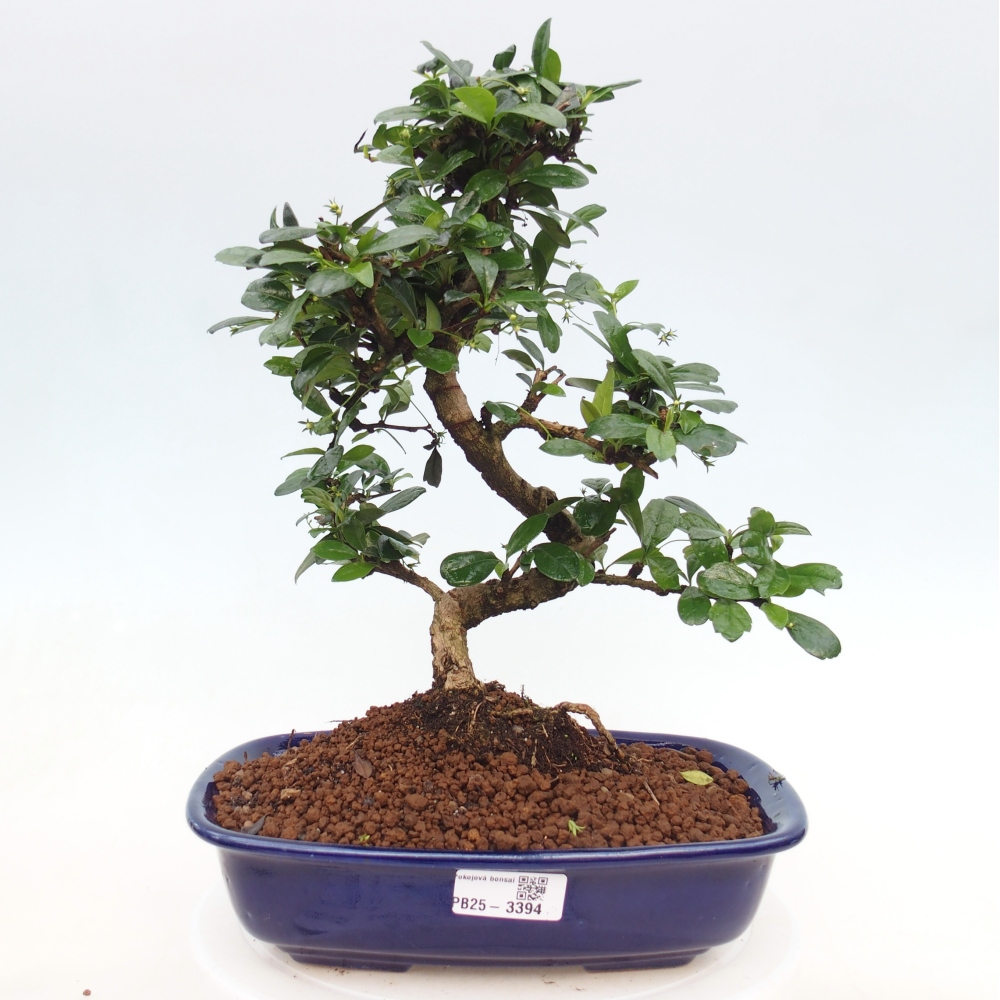 Pokojová bonsai - Carmona macrophylla - Čaj fuki