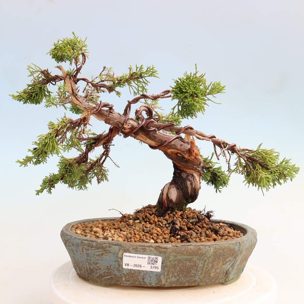 Venkovní bonsai - Juniperus chinensis Itoigawa-Jalovec čínský
