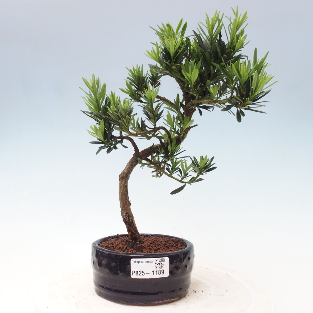 Pokojová bonsai - Podocarpus - Kamenný tis