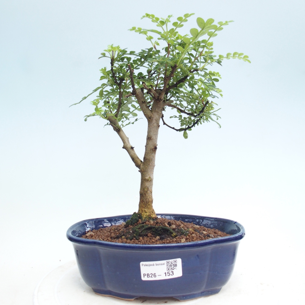 Pokojová bonsai - Zantoxylum piperitum - Pepřovník