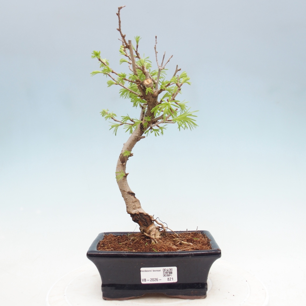 Venkovní bonsai -Pseudolarix amabis-Pamodřín