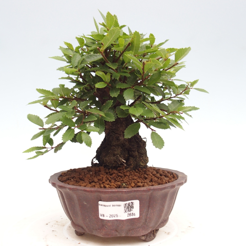 Venkovní bonsai - Zelkova - Zelkova NIRE