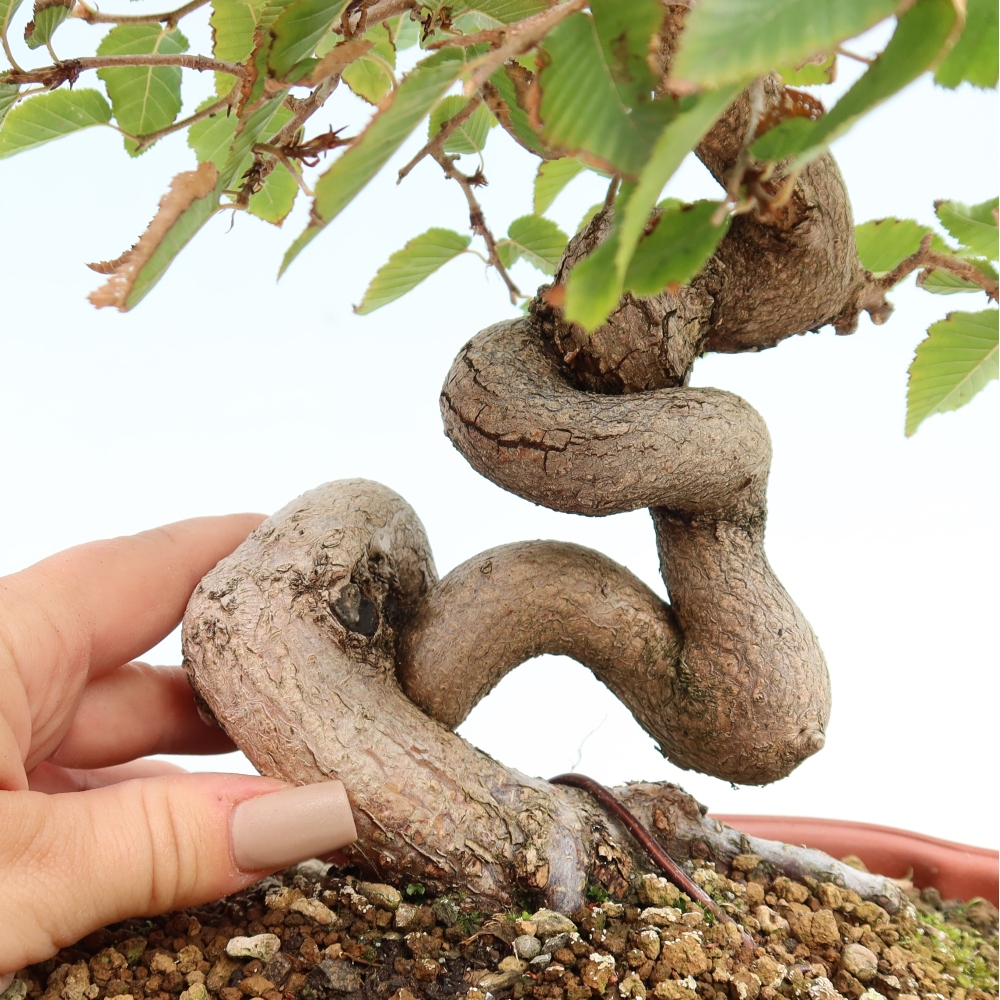 Venkovní bonsai -Carpinus CARPINOIDES - Habr korejský