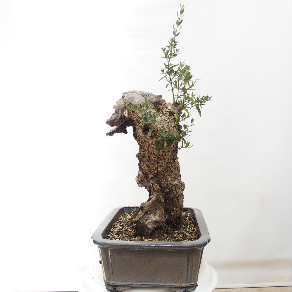 Pokojová bonsai - Olea europaea sylvestris -Oliva evropská drobnolistá