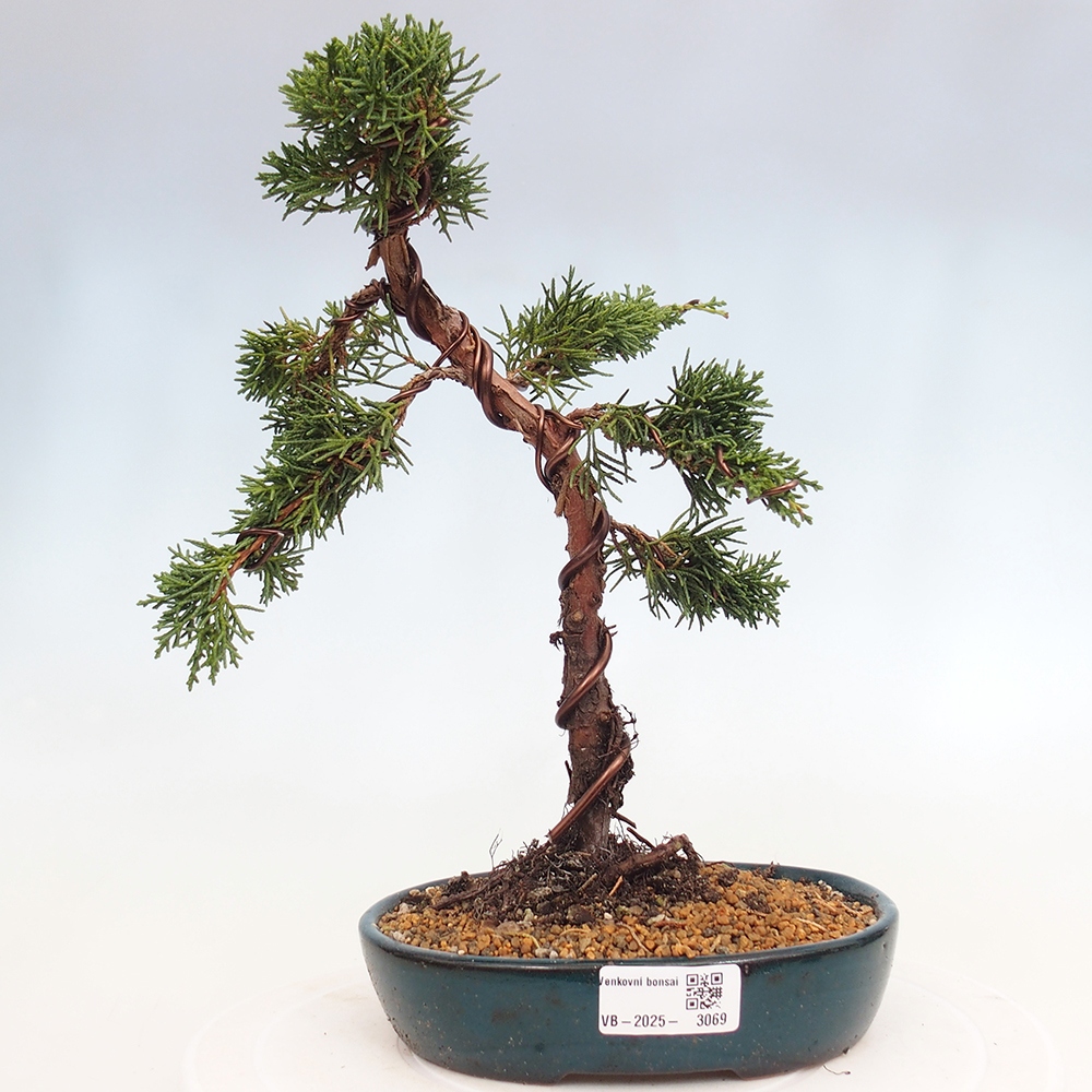 Venkovní bonsai - Juniperus chinensis Kishu -Jalovec čínský