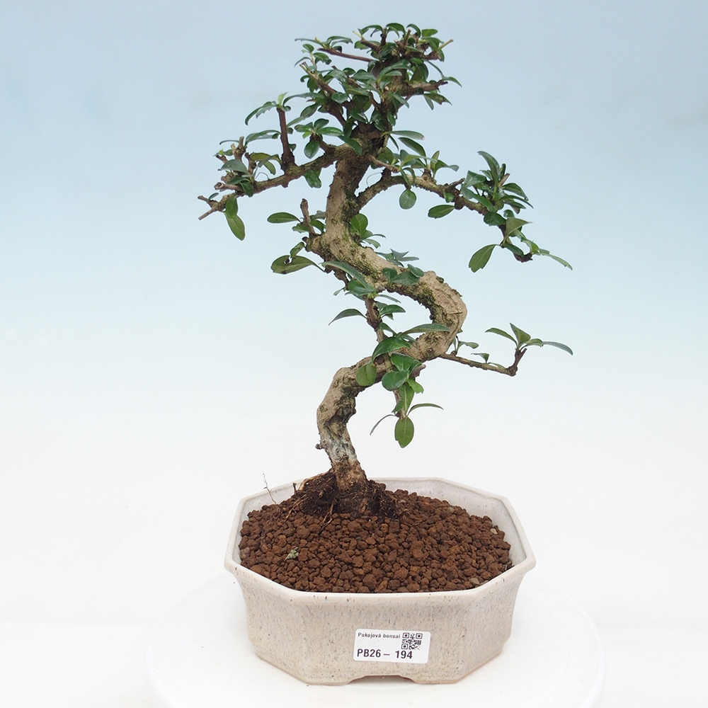 Pokojová bonsai - Carmona macrophylla - Čaj fuki