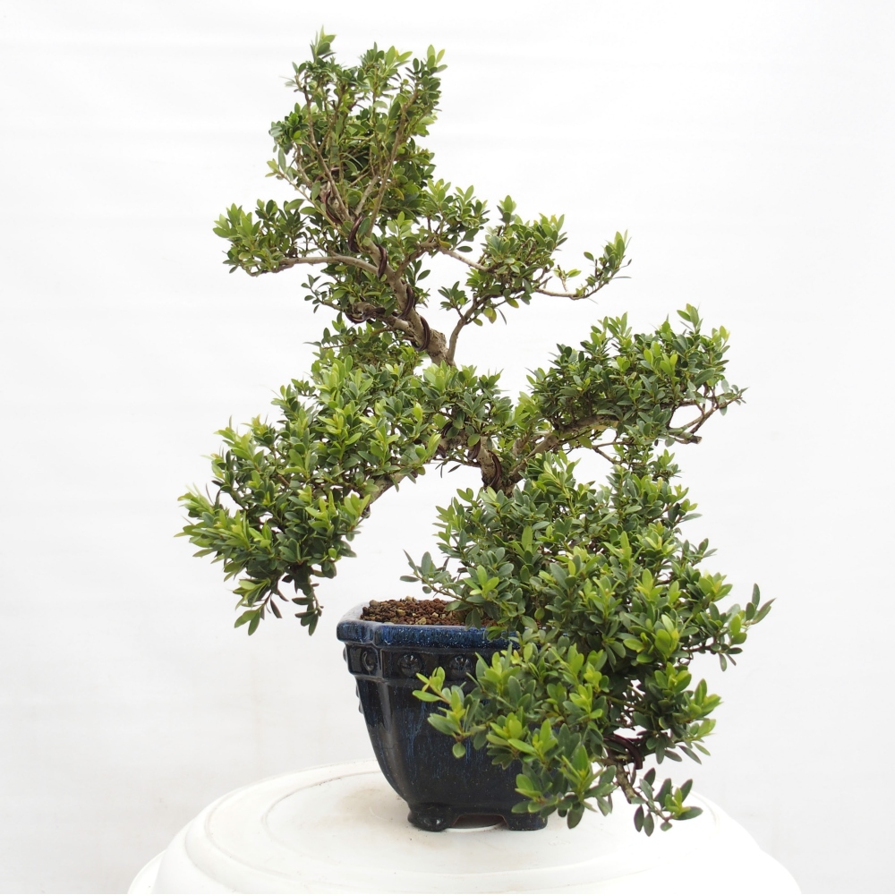Pokojová bonsai - Ilex crenata - Cesmína