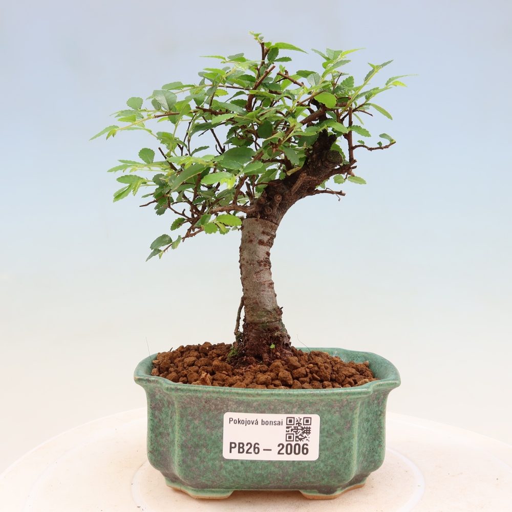 Pokojová bonsai - Ulmus parvifolia - Malolistý jilm